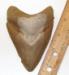 4 1/4 inch Aurora Megalodon Tooth